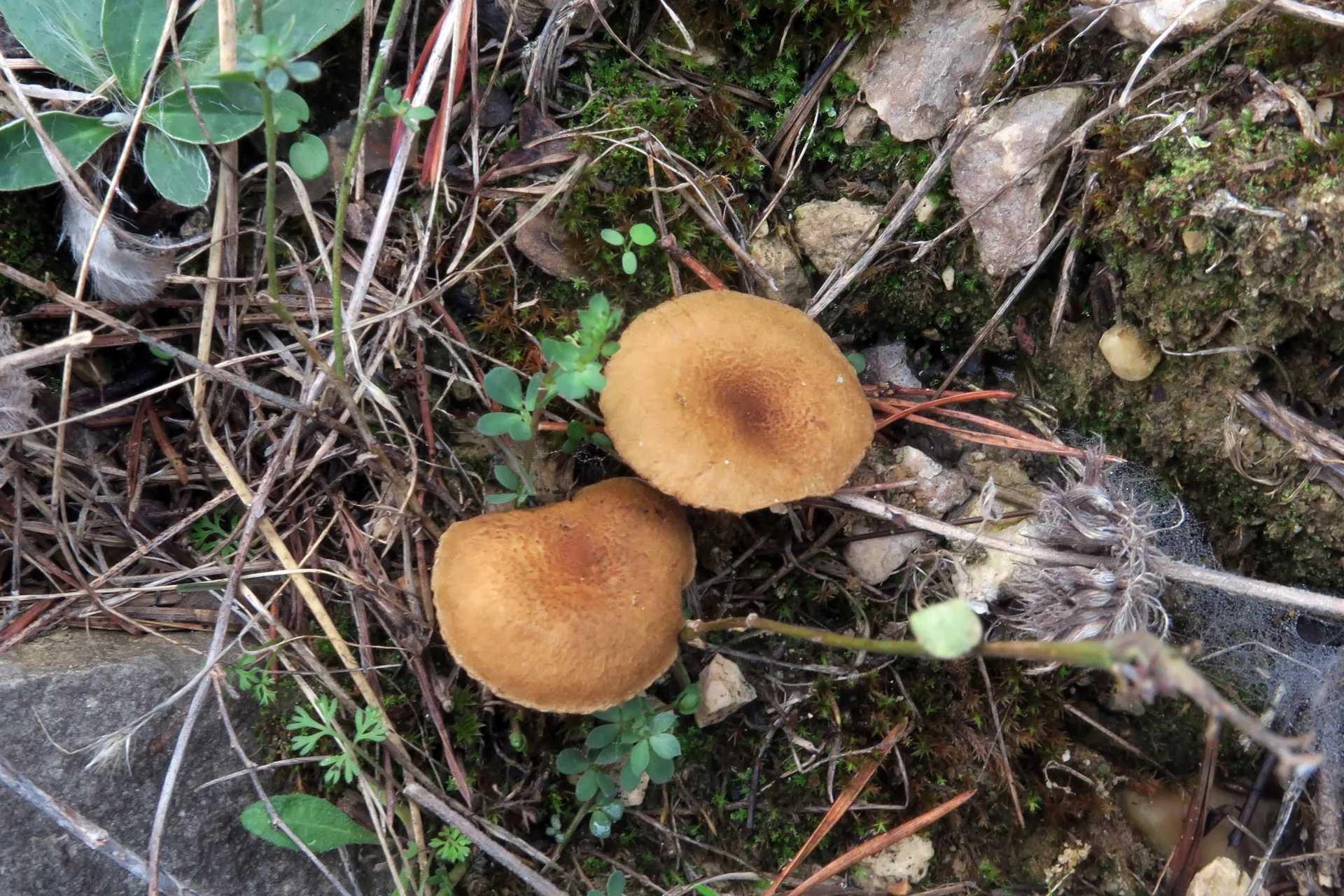 Inocybe dulcamara - 1 - IMG_2310